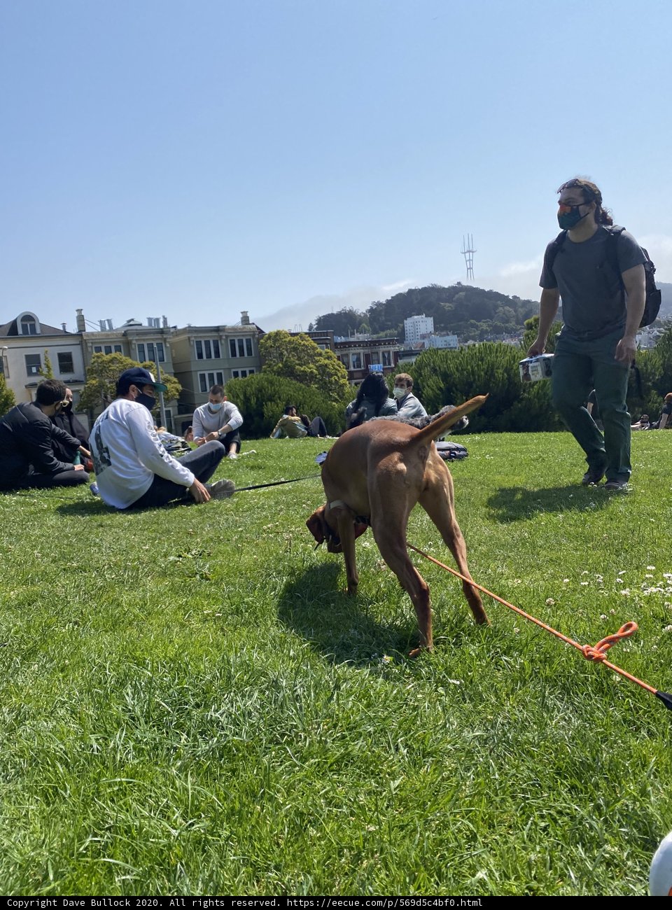 A Playful Pup in Alamo Square