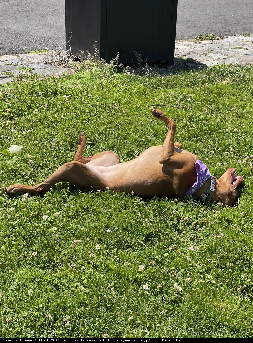 A Relaxing Day on the Grass