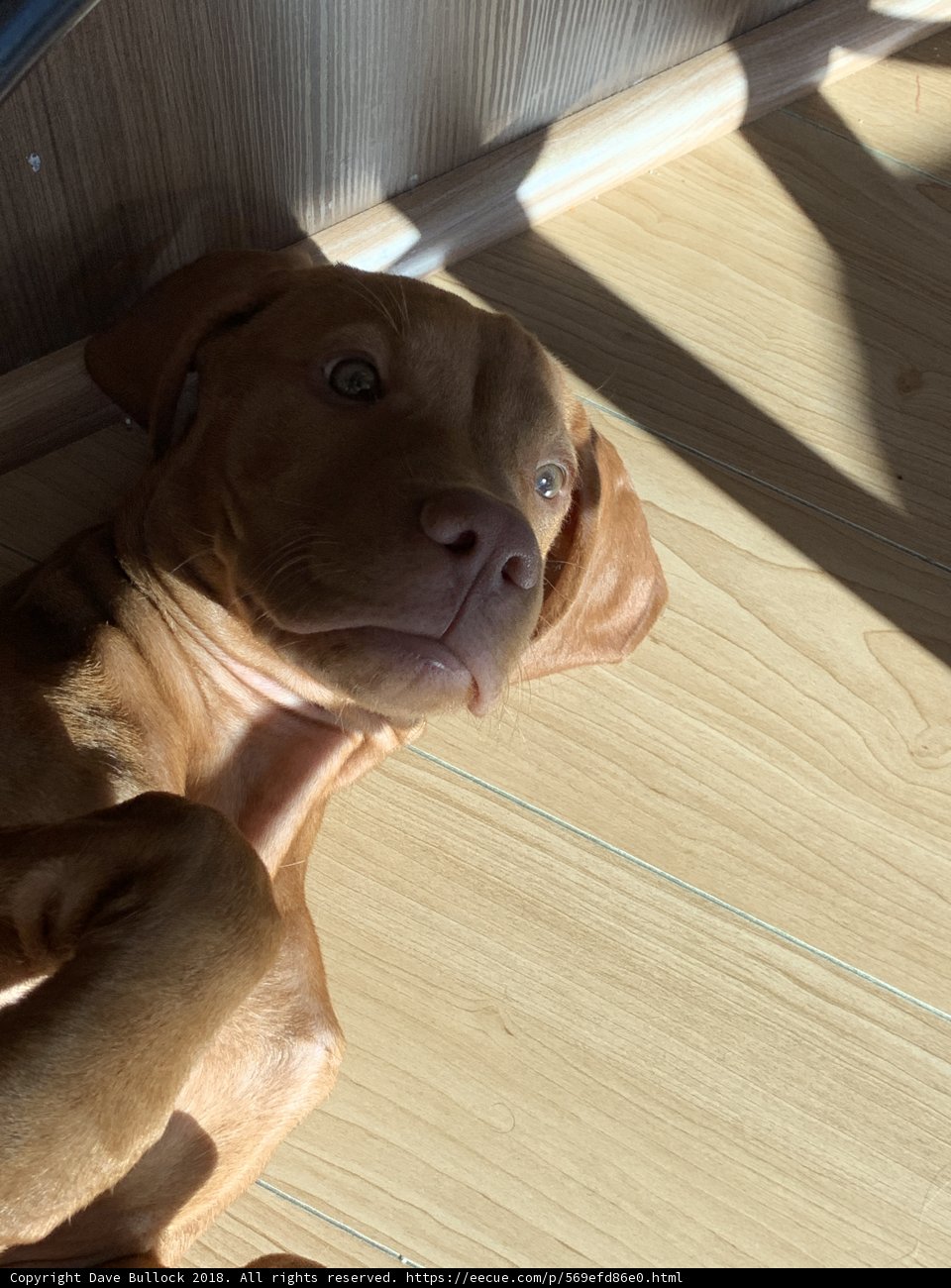 A Cozy Canine on Wood Flooring
