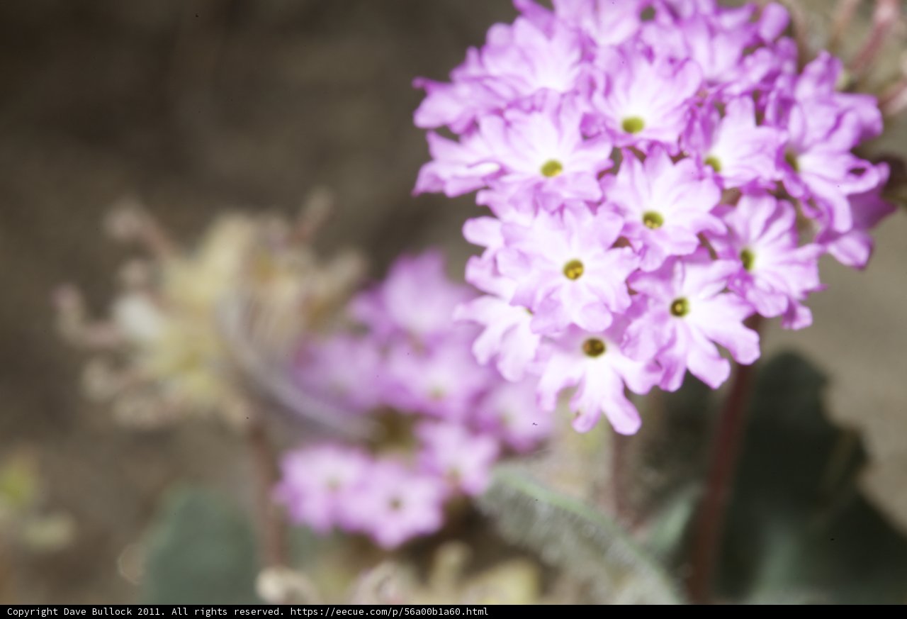 Purple Geraniums in the Desert