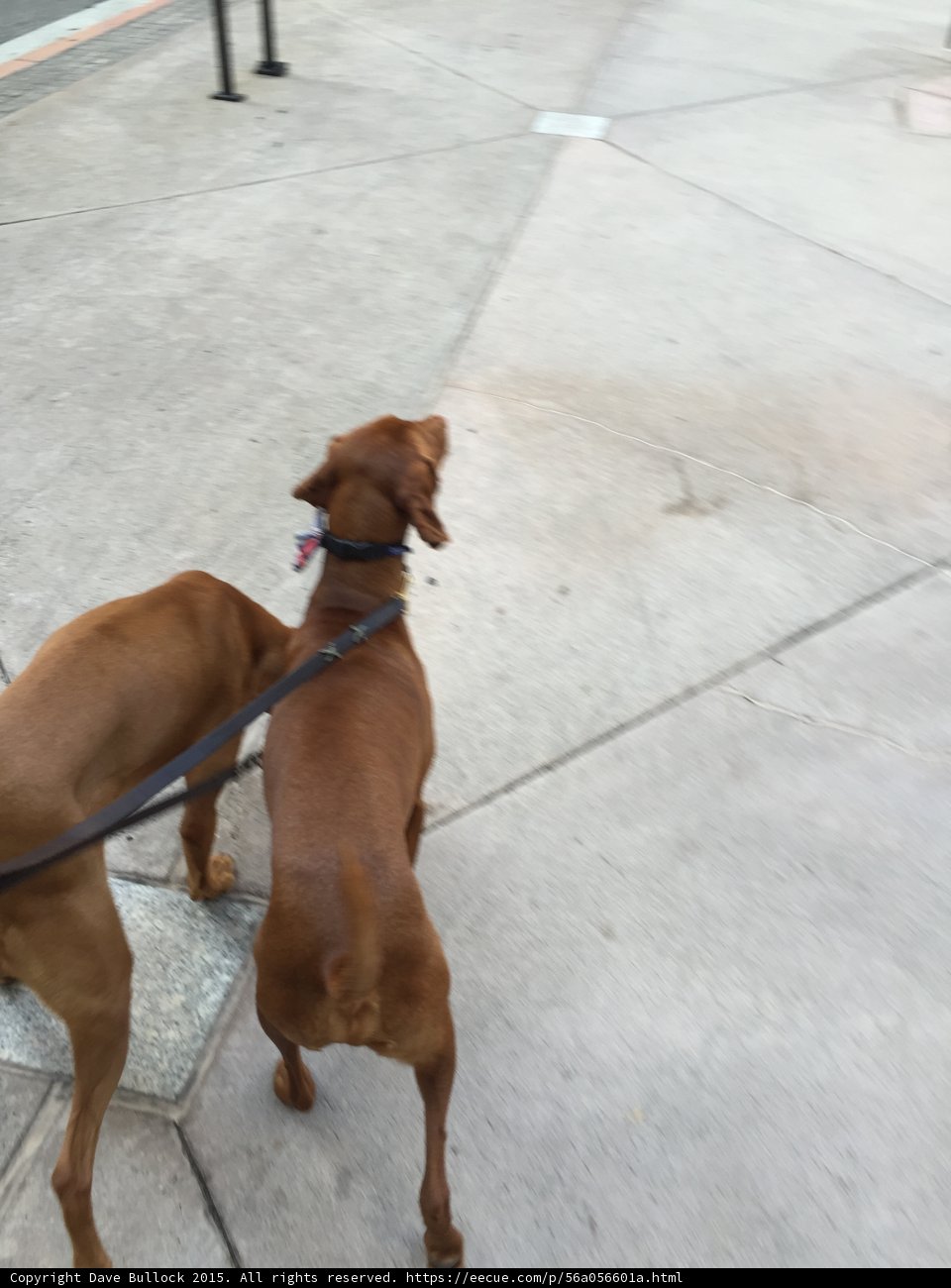 Two Canine Companions on a Los Angeles Walk