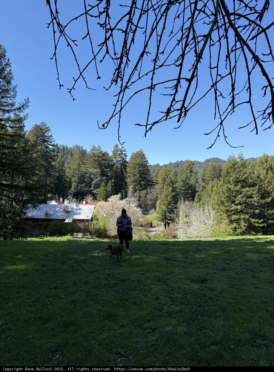 A Stroll Through Nature's Serenity
