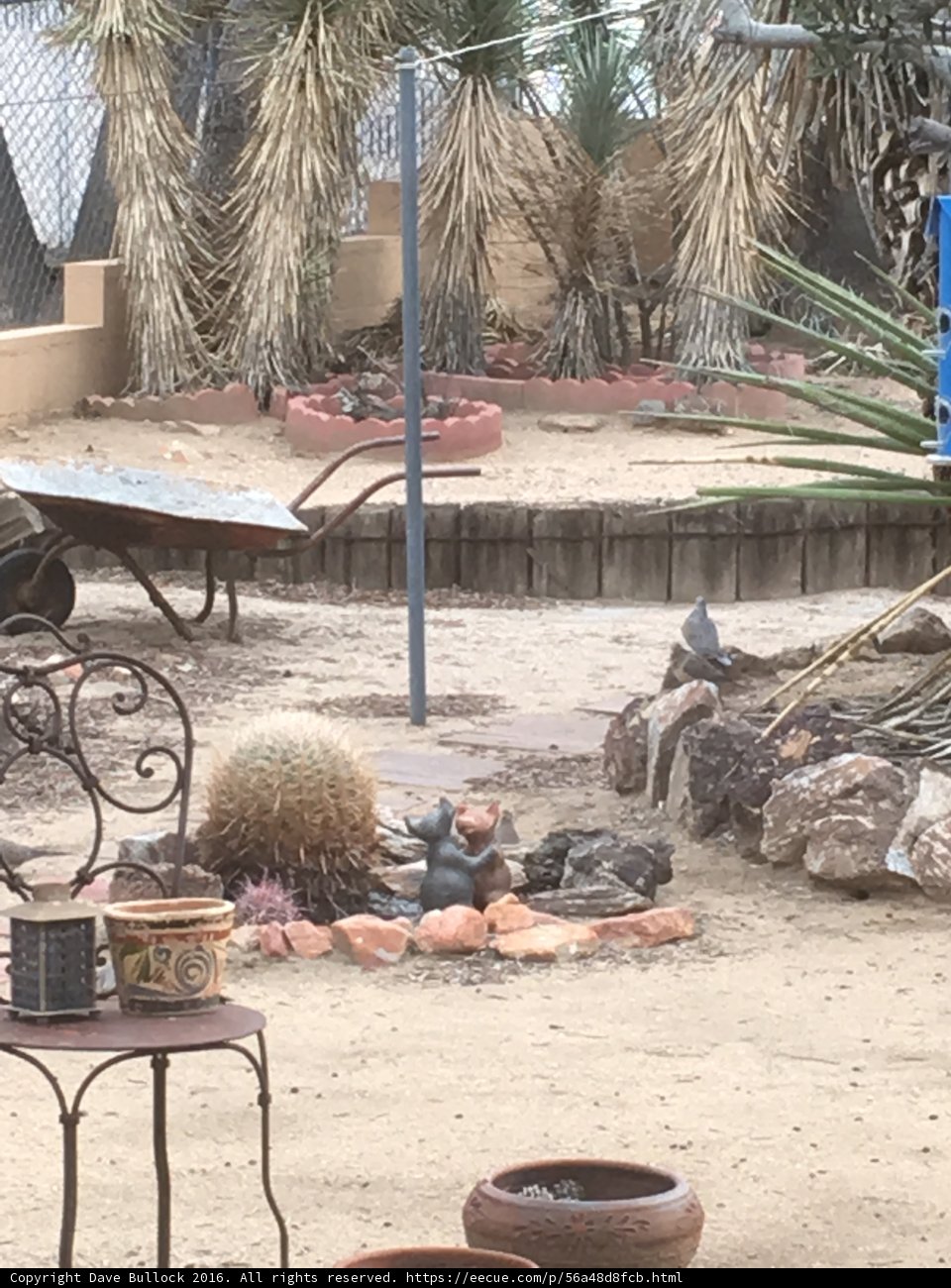 The Lone Cactus