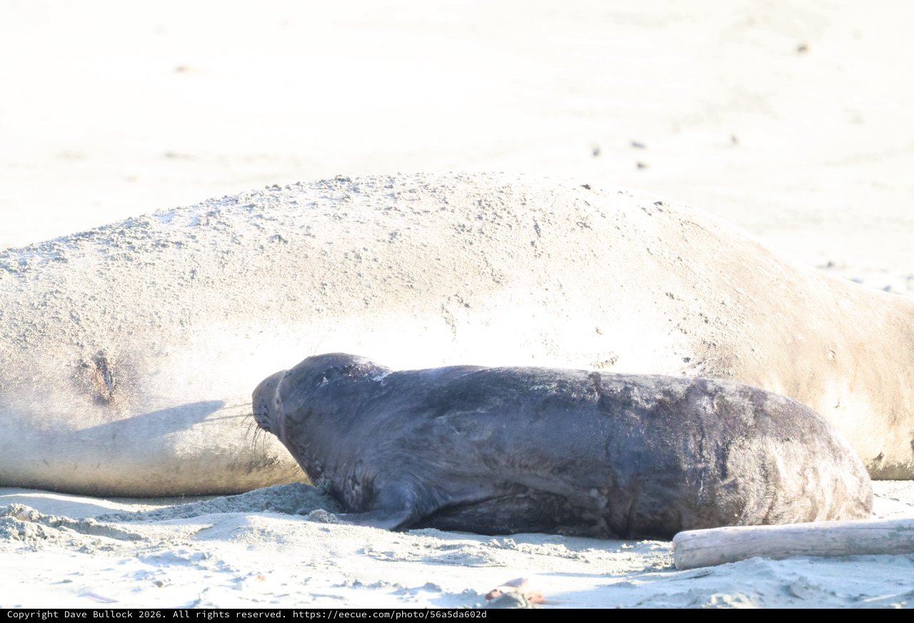 Elephant Seal Resting on Sandy Beach at Drakes Beach