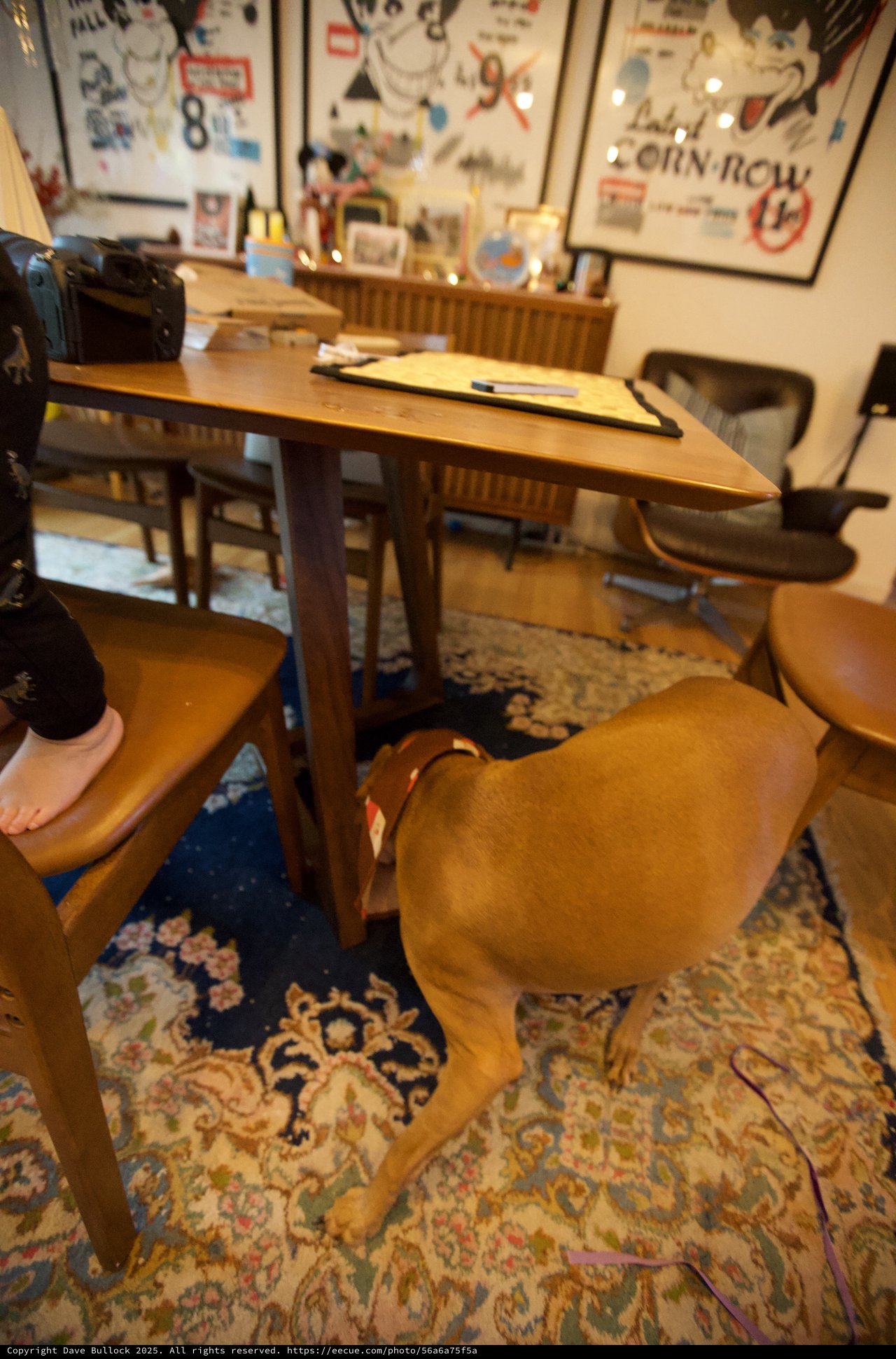 Dog Resting Under Home Office Desk at Christmas
