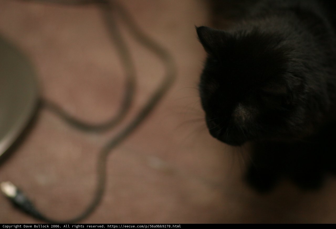 Curious Black Cat Caught Staring