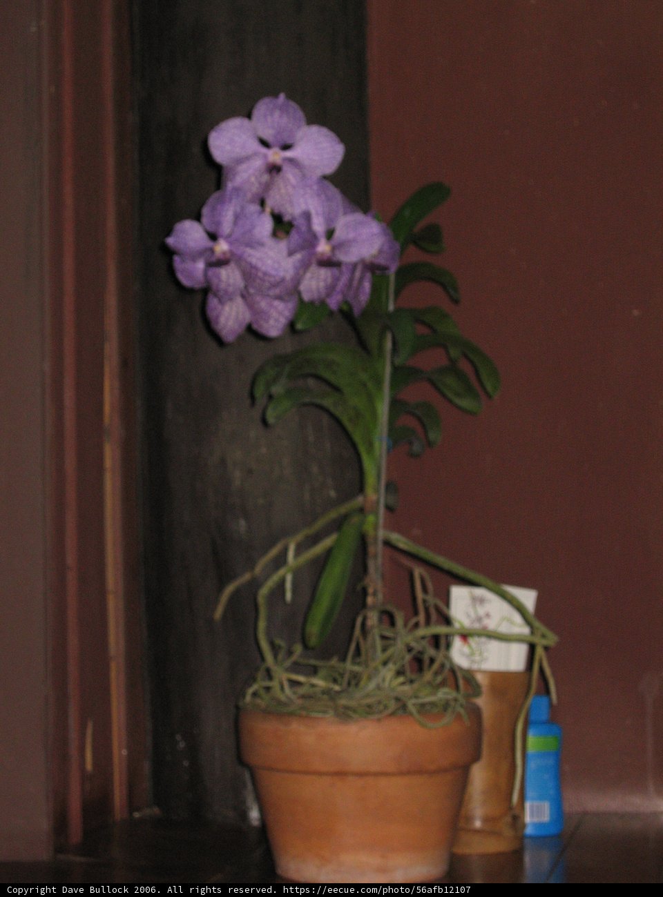 Purple Geranium in Decorative Pot