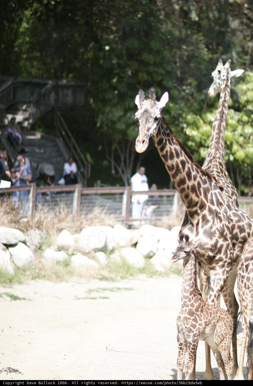 Tall and Proud