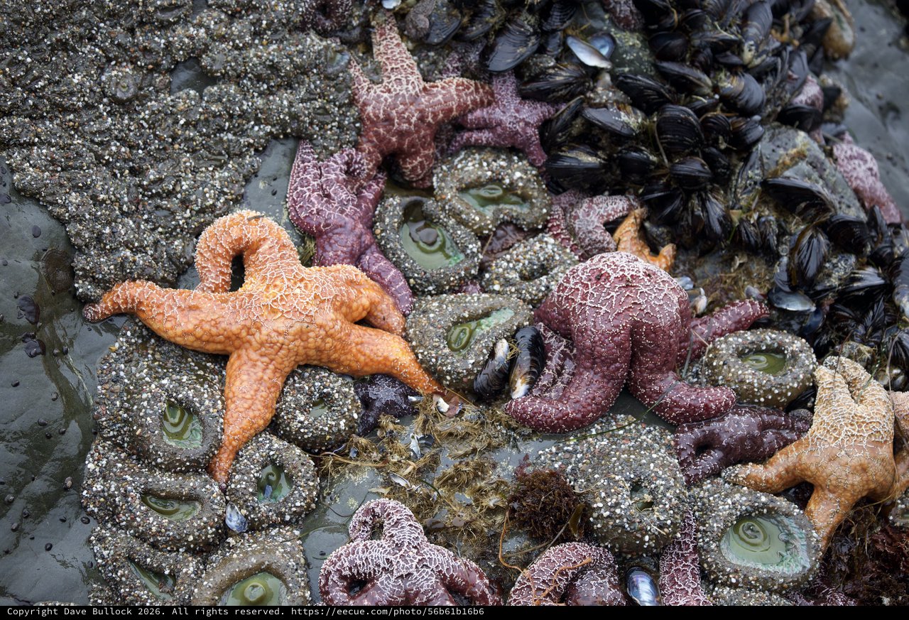 Vibrant Ochre Sea Stars Clustered in Pacific Tide Pool