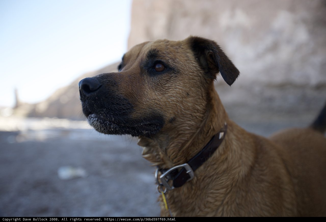 Brown Ridgeback at the Desert