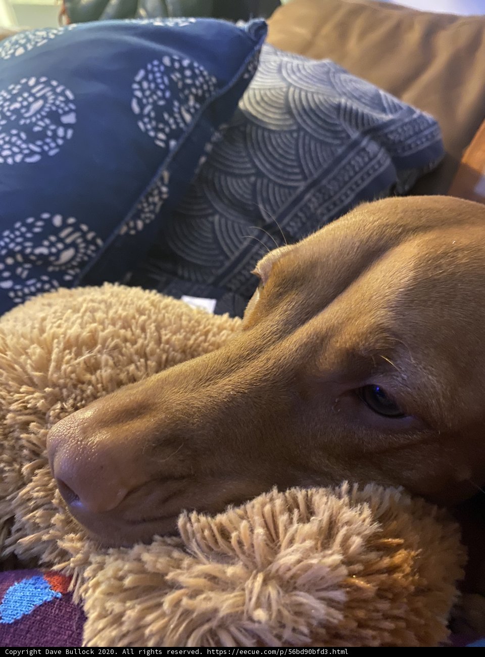 Comfortable Canine on Cozy Cushion