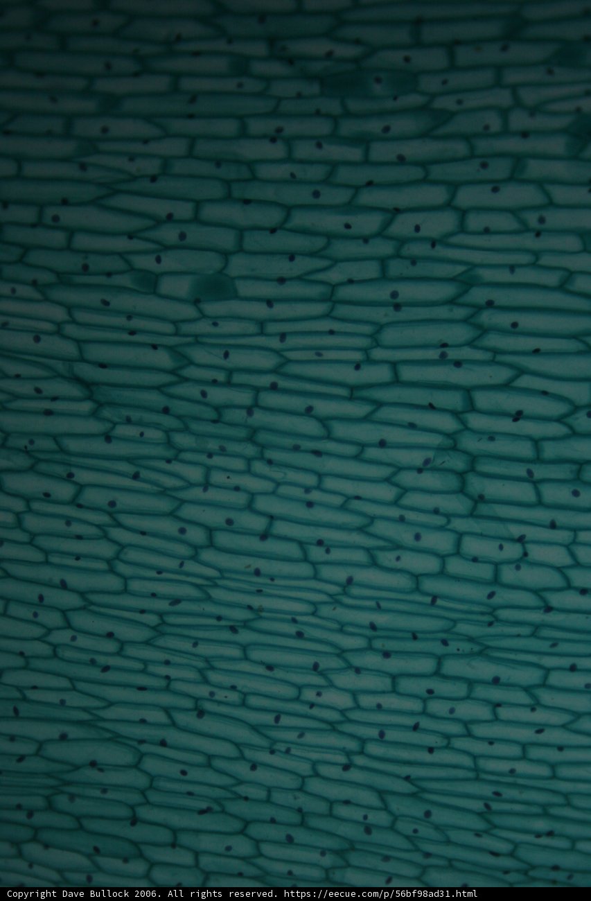 Pore-some Texture of a Turquoise Cell Wall