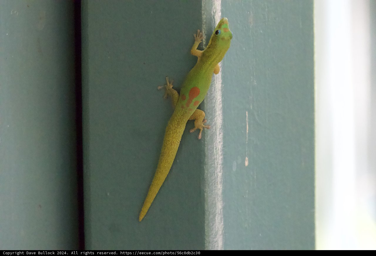 Vivid Visitor: The Gecko of Honolulu Zoo