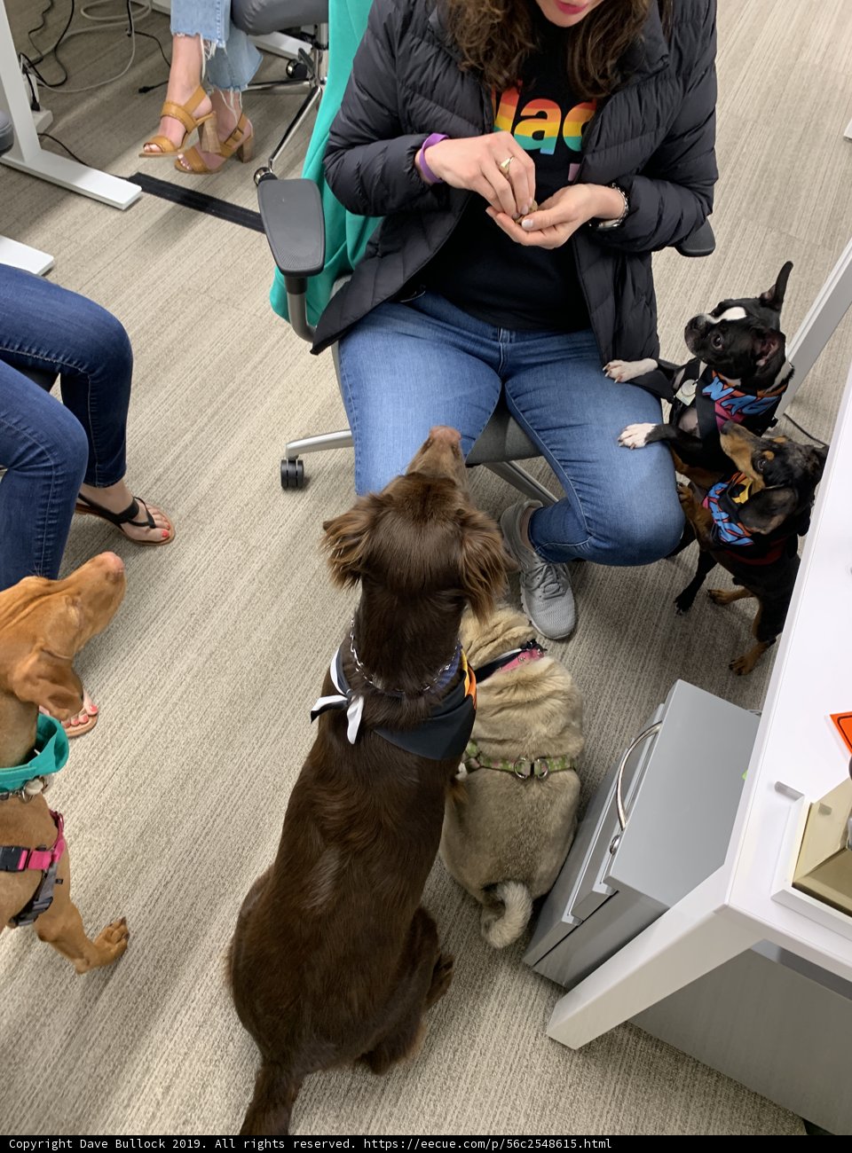 Dogs and Threads