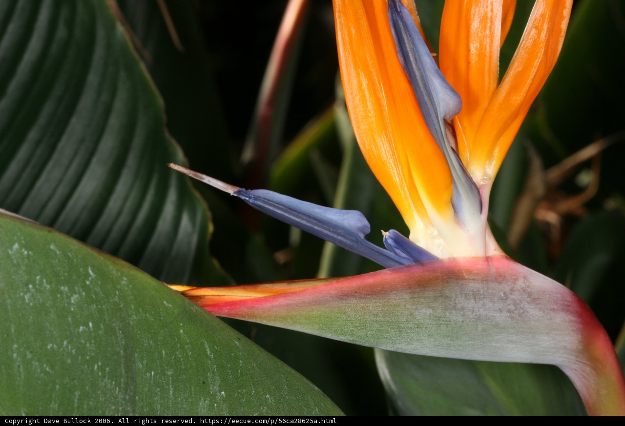 Majestic Bird of Paradise