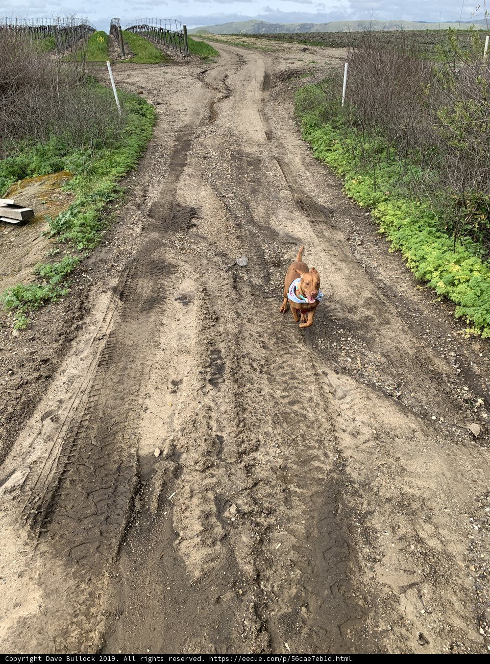 A Canine's Walk on a Dirt Road