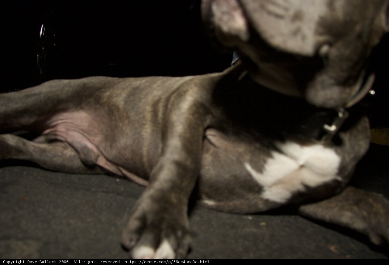 Resting Pup