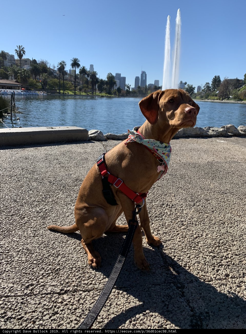 Happy Hound Beside Majestic Fountain
