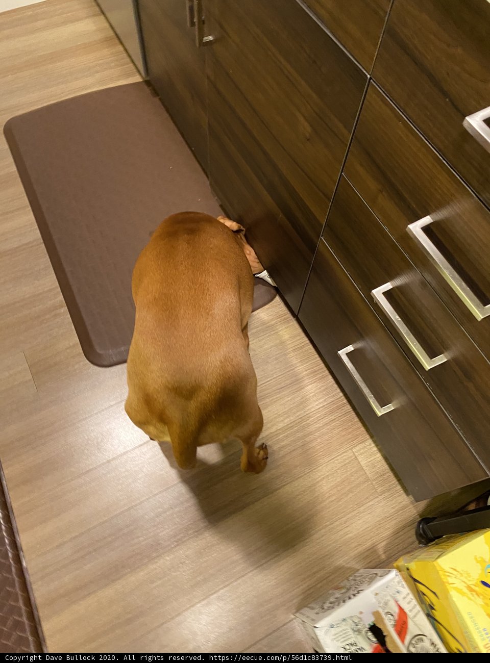 Inquisitive Pup Explores Kitchen Cabinet