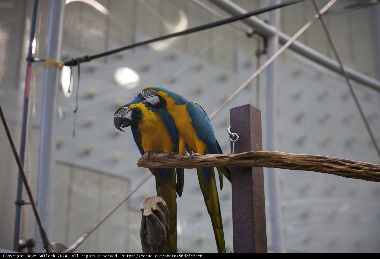 Vibrant Companions at the California Academy of Sciences