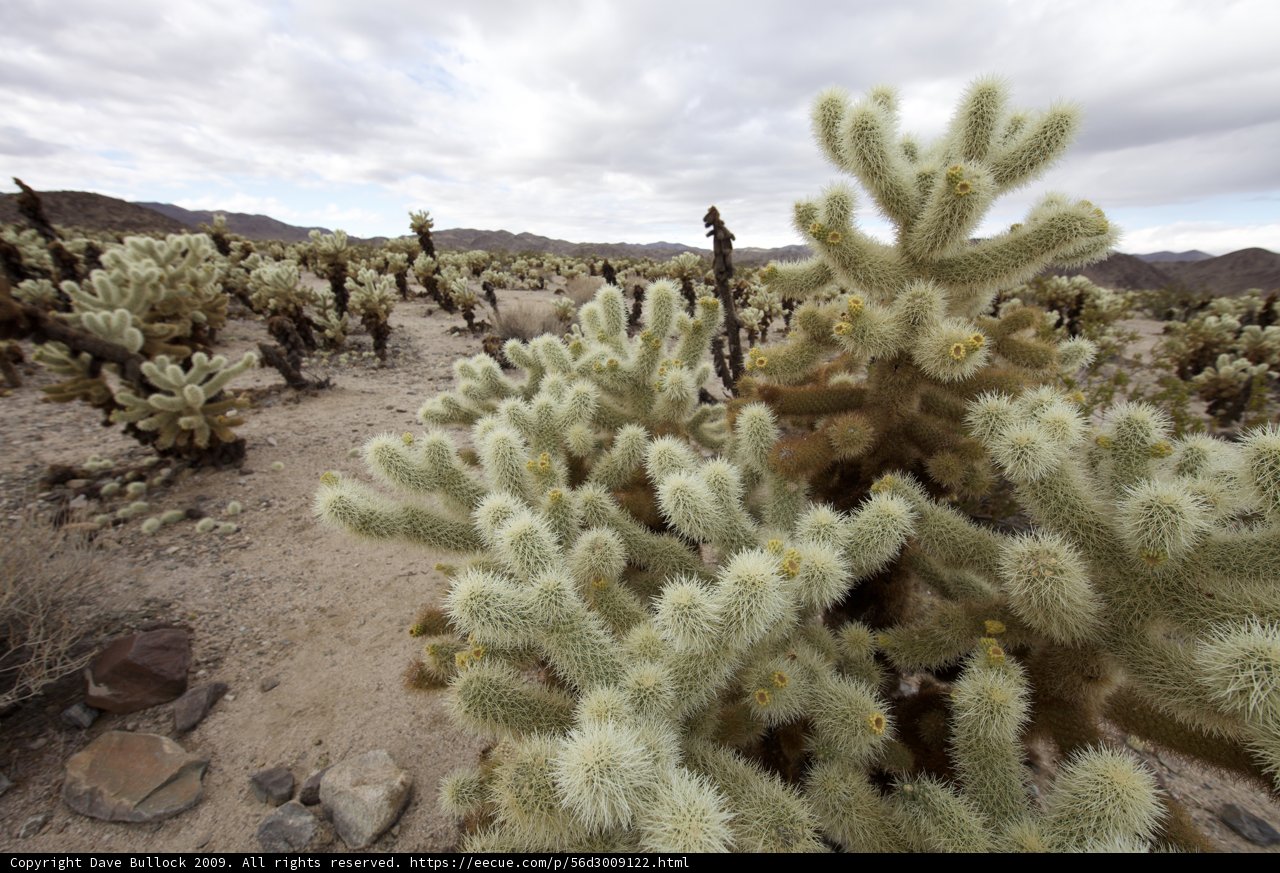 Majestic Cacti and Rocky Hills in Joshua Tree