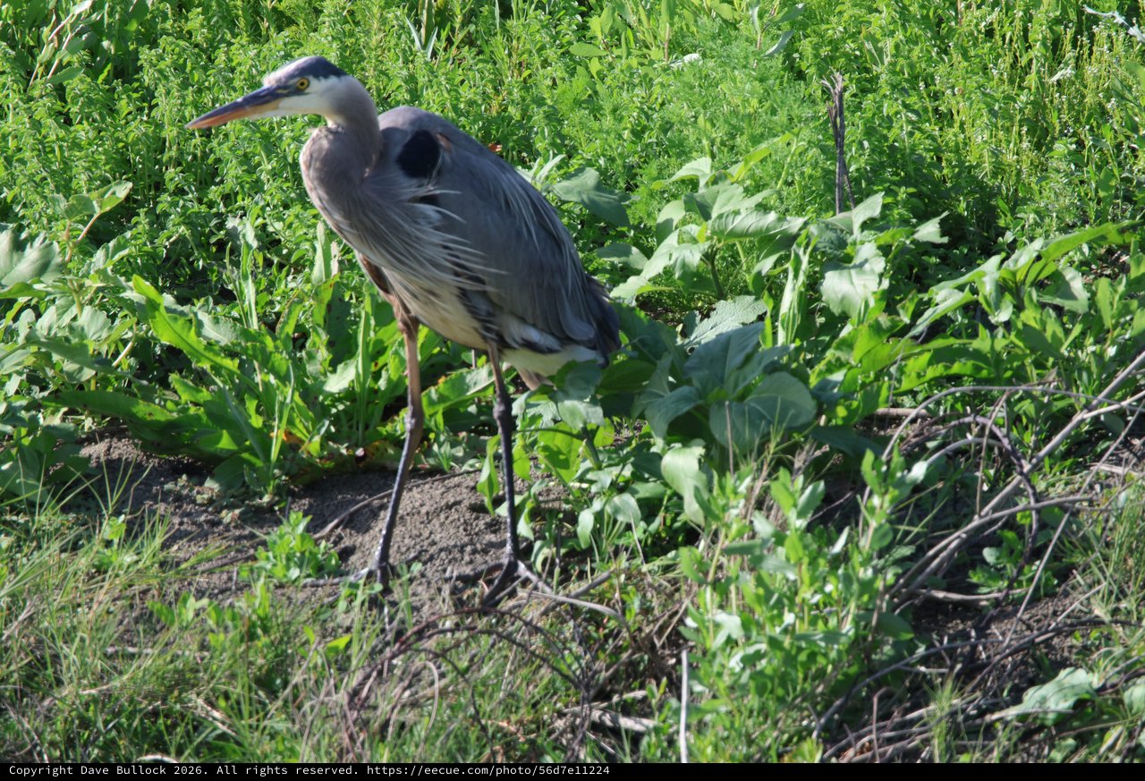 Great Blue Heron Foraging in Lush Wetland Vegetation