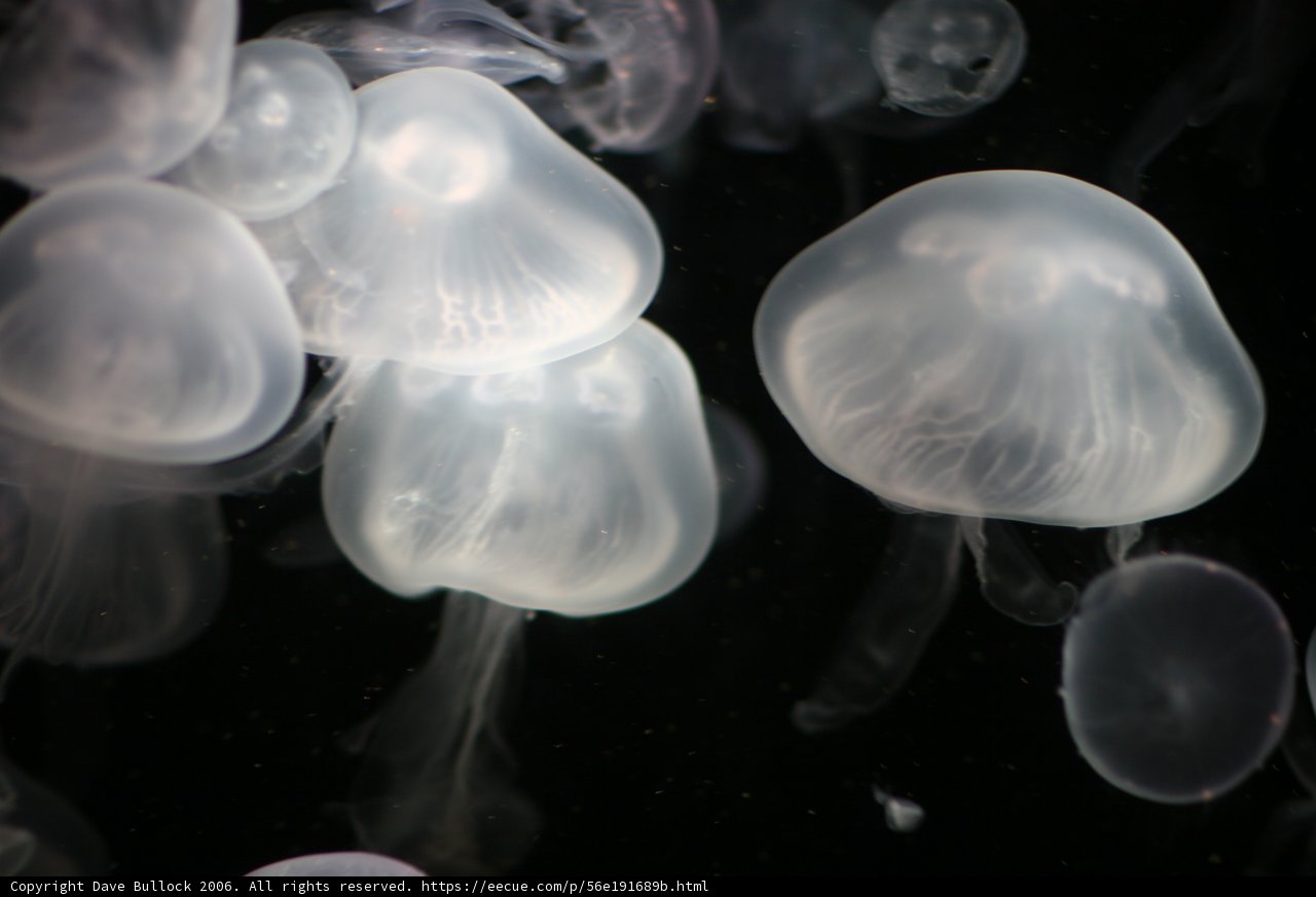 A Spectacular View of Underwater Sea Life