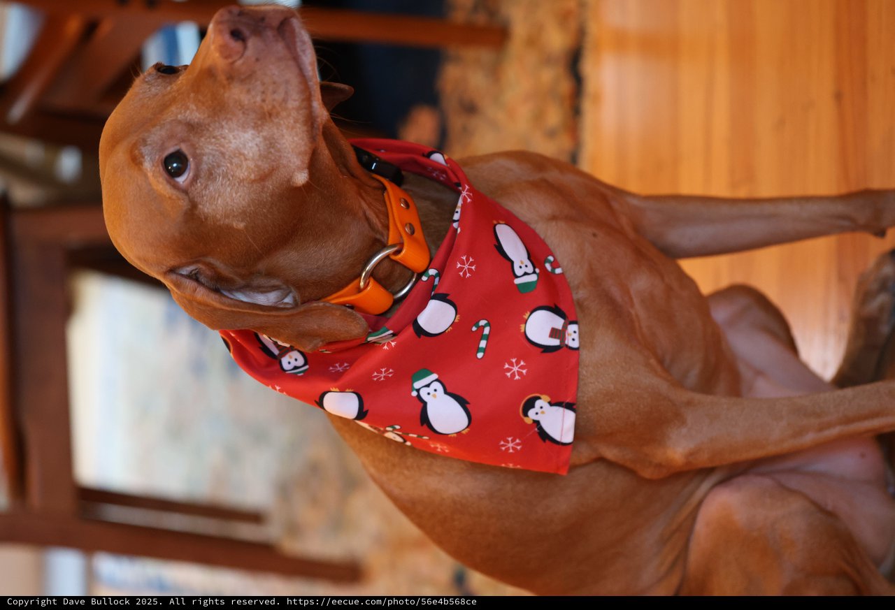 Vizsla Dog in Festive Christmas Bandana