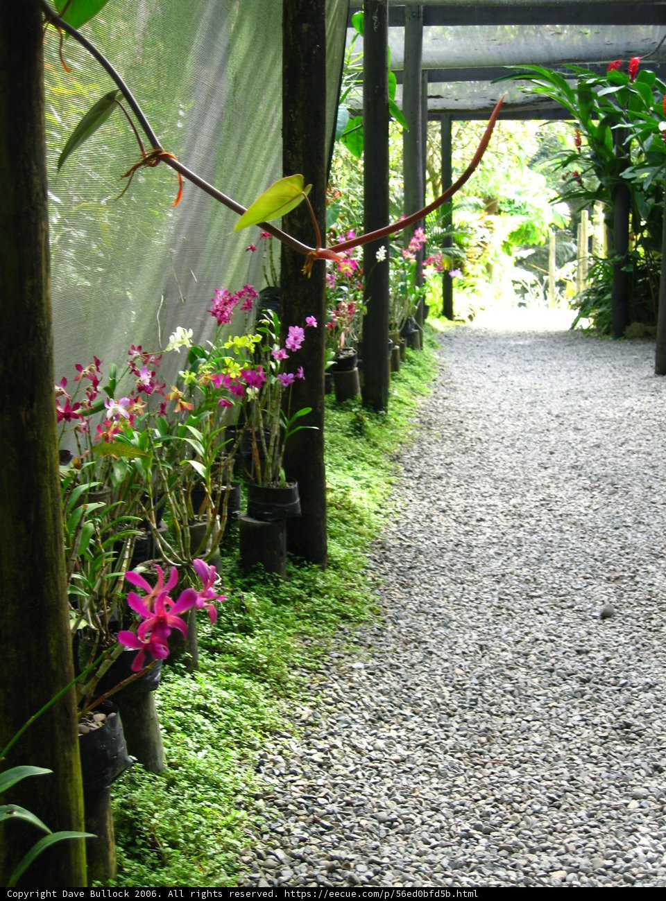 A Walk Through the Garden