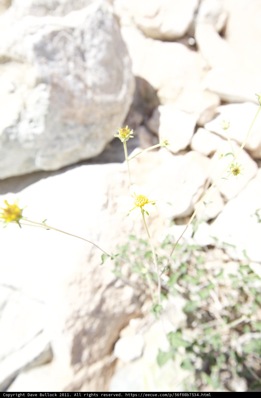 Lone Daisy in a Rocky Landscape