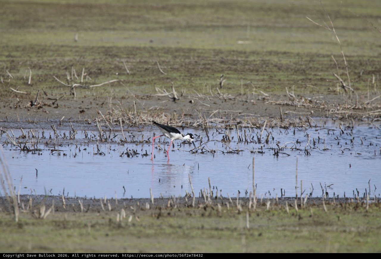 Black-necked Stilt Foraging in Shallow Wetland Waters