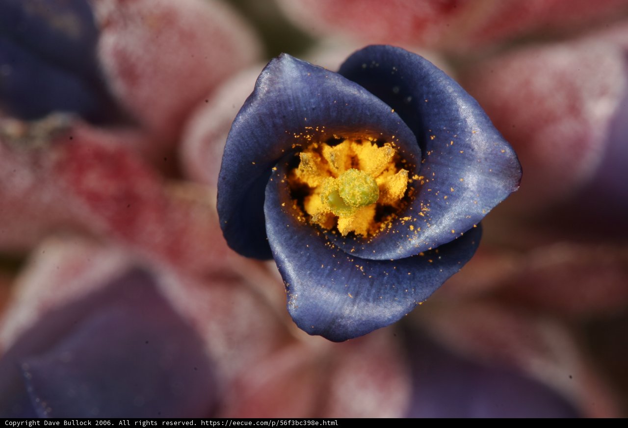 Blue Beauty