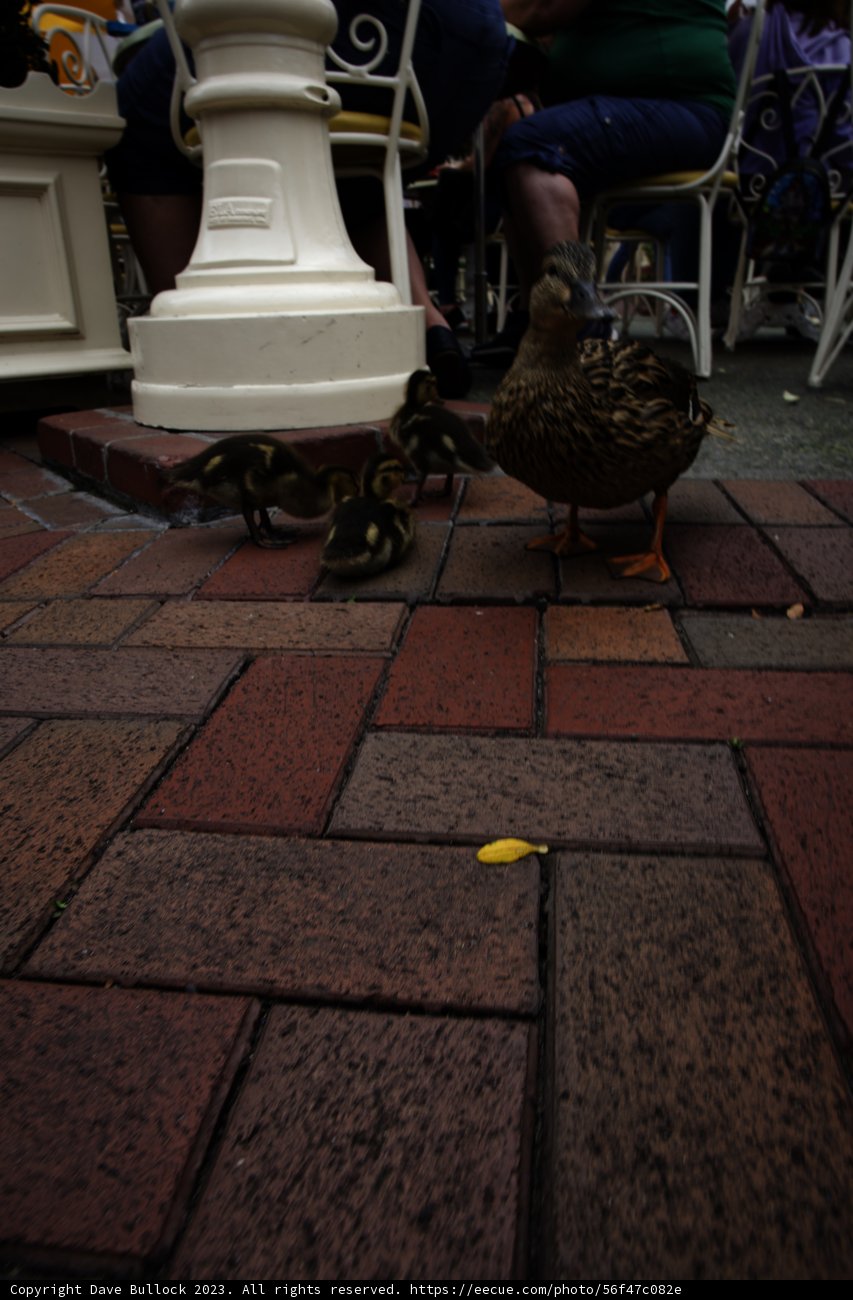 A Quacky Encounter at Disneyland