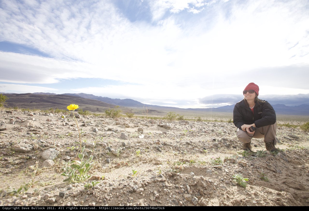 Lone Desert Bloom in the Vast Mojave Wilderness