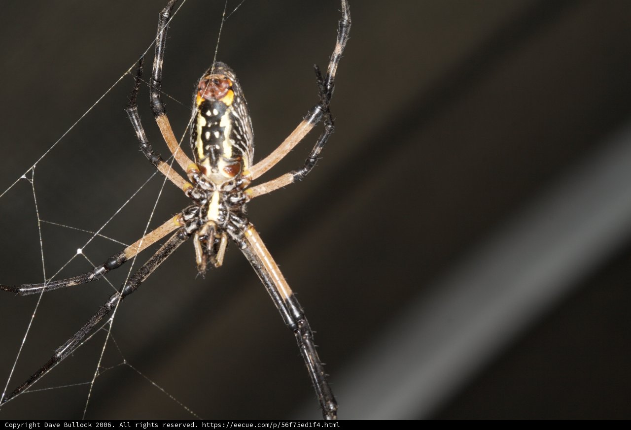 The Striking Black and Yellow Garden Spider