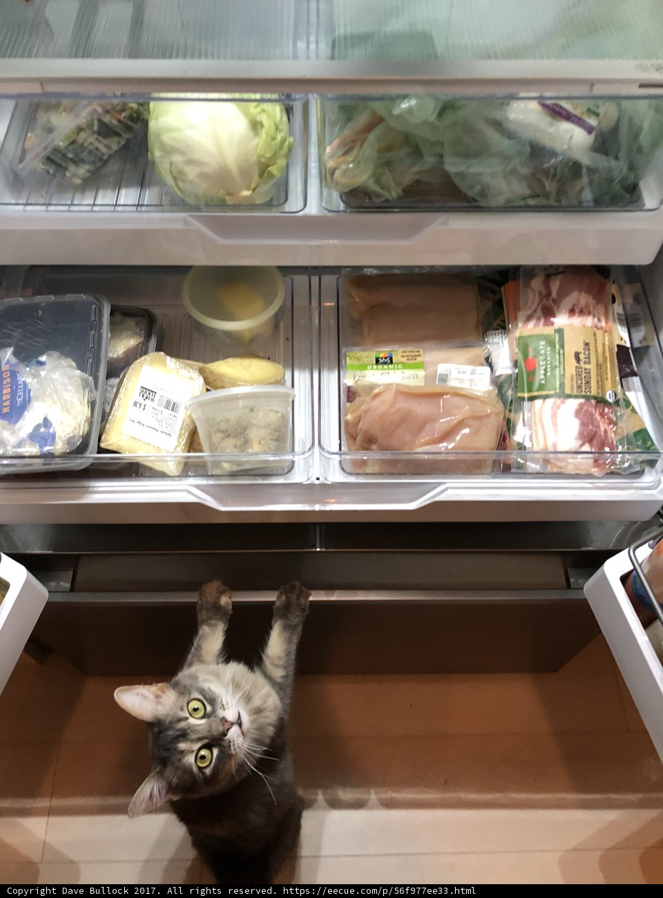 Feline Fridge Raid