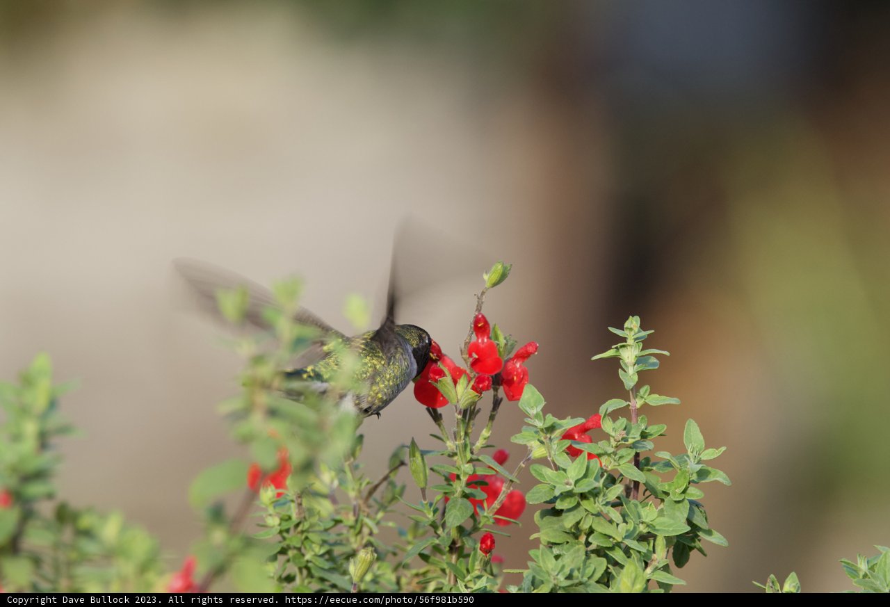 Hummingbird's Midday Feast at Fort Mason