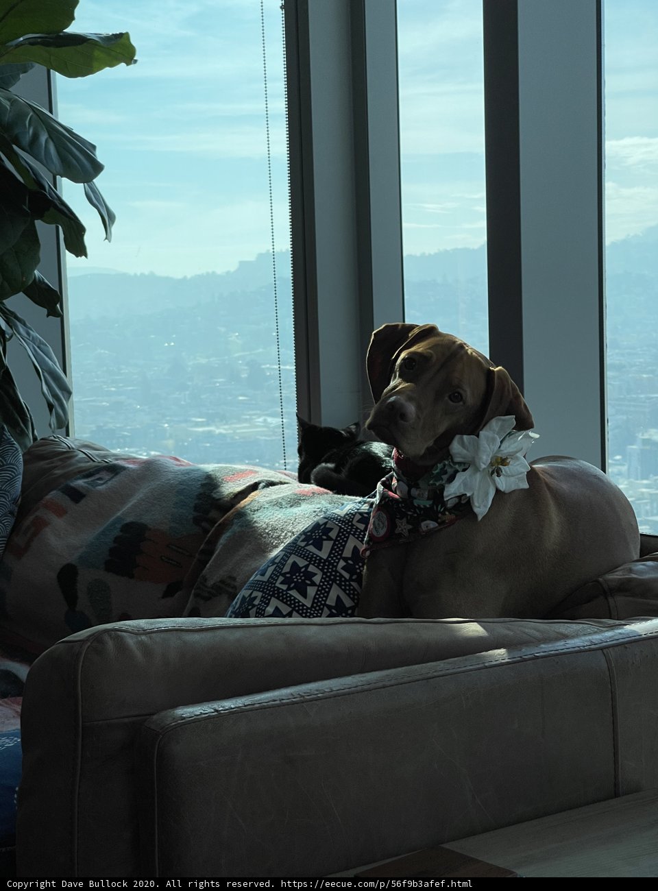 Relaxing Holiday Pup