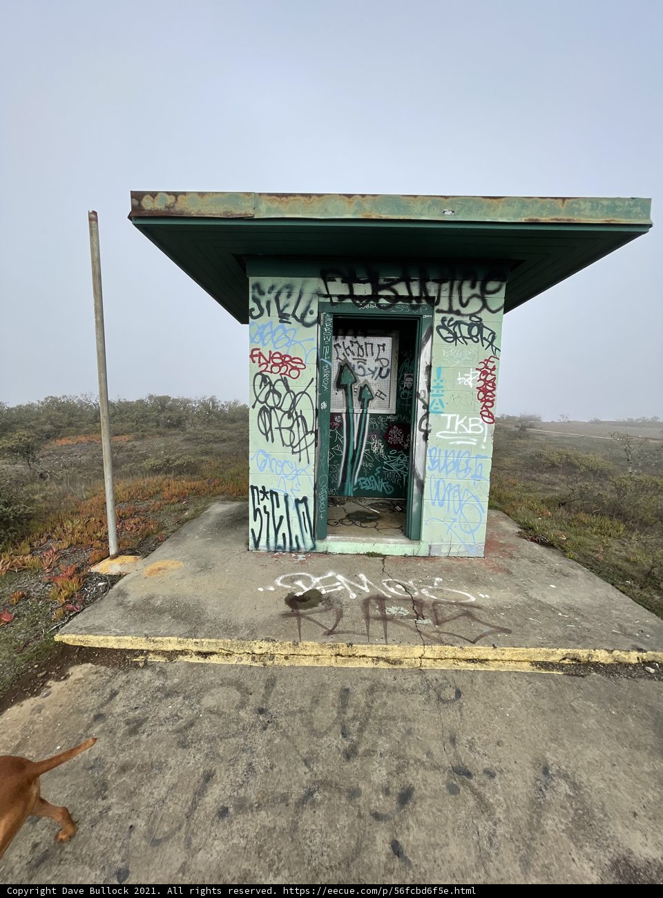 A Dog's Stroll by a Graffiti-Laden Shelter