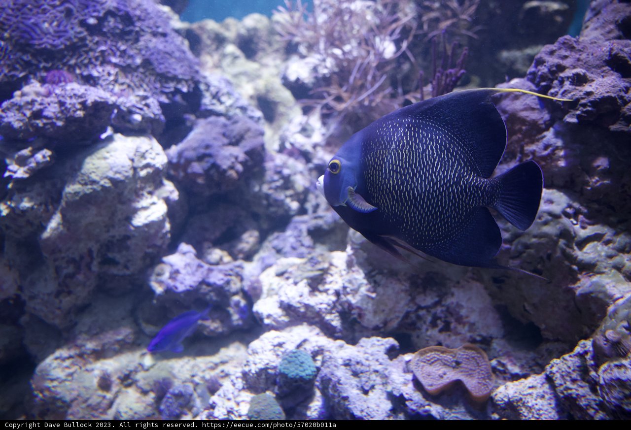 Majestic Angelfish Encounter at the Academy of Sciences