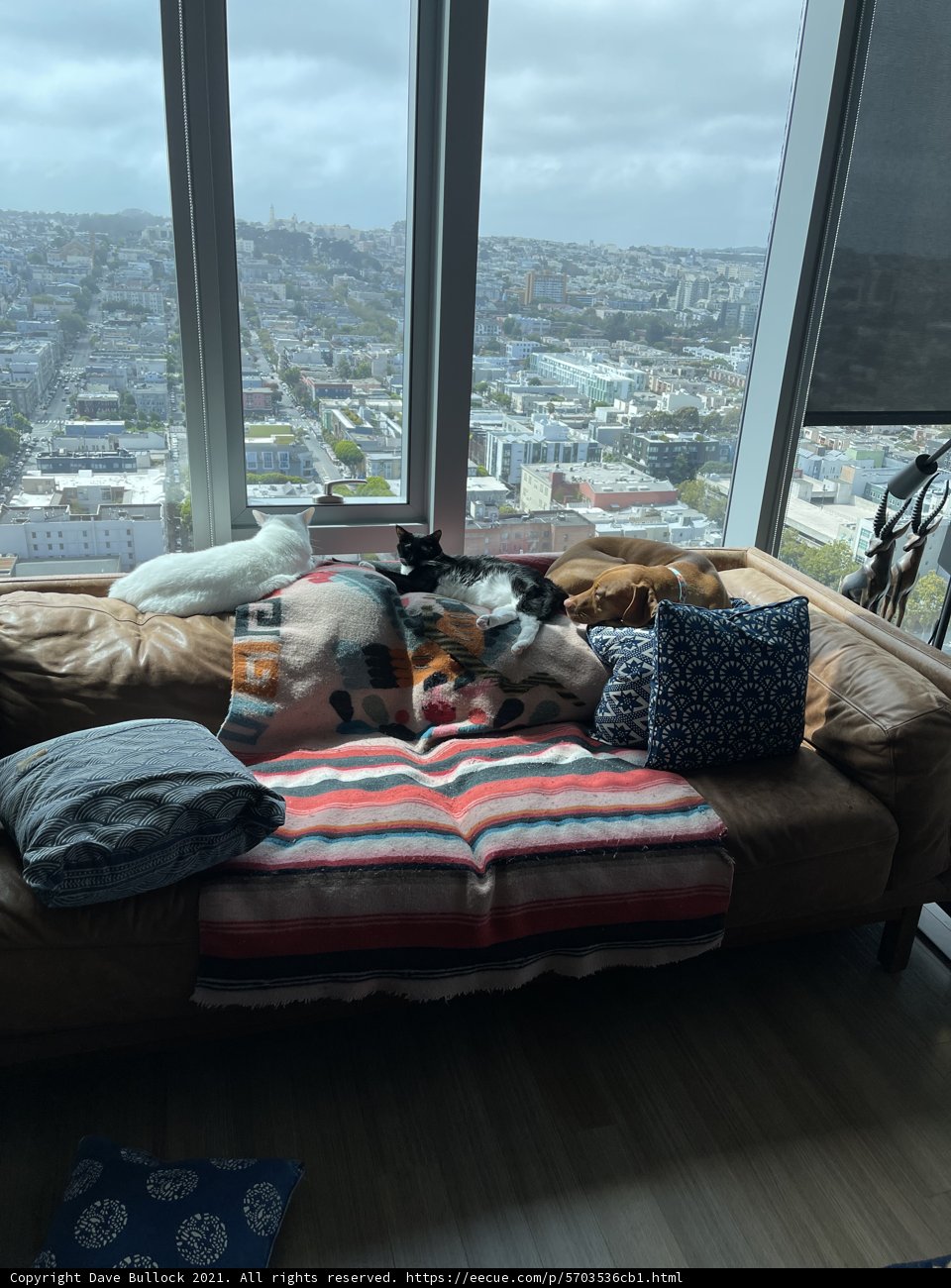 Cozy Afternoon on the Couch