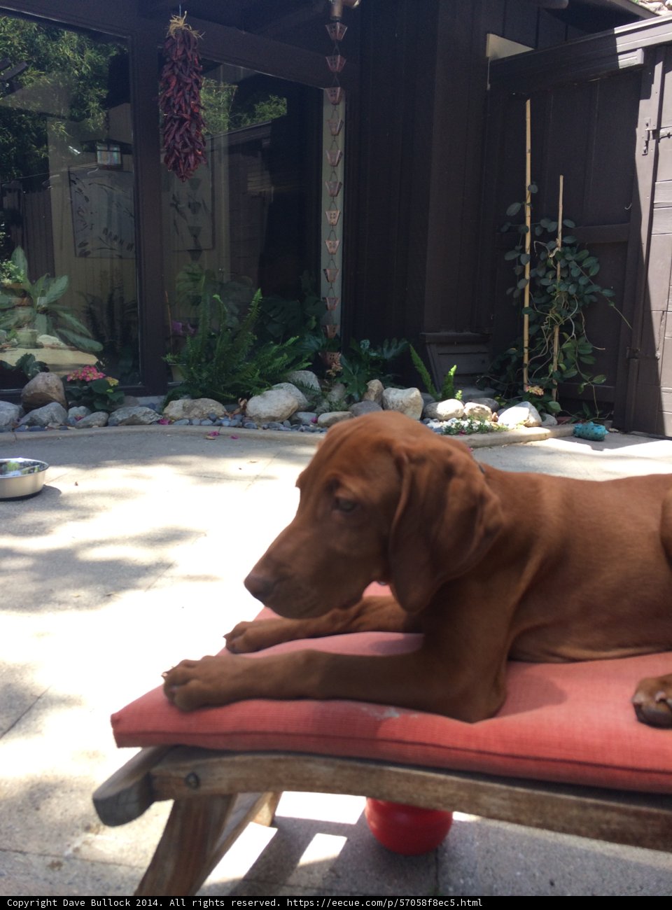 Resting Pup on Red Chair