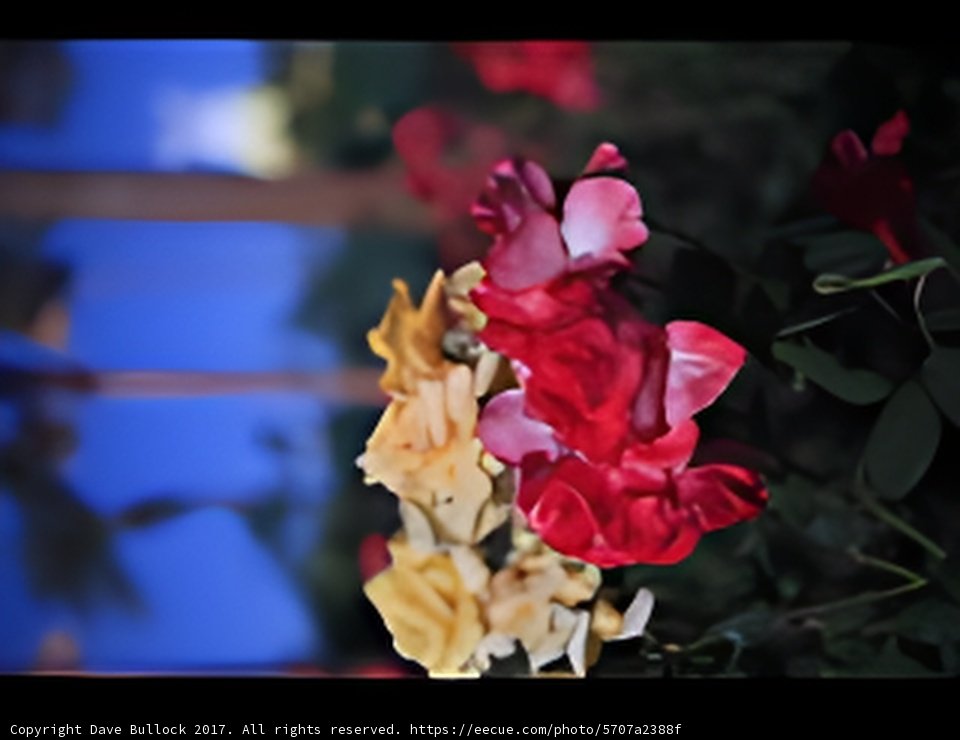 Carnation Bloom with Blue Sky