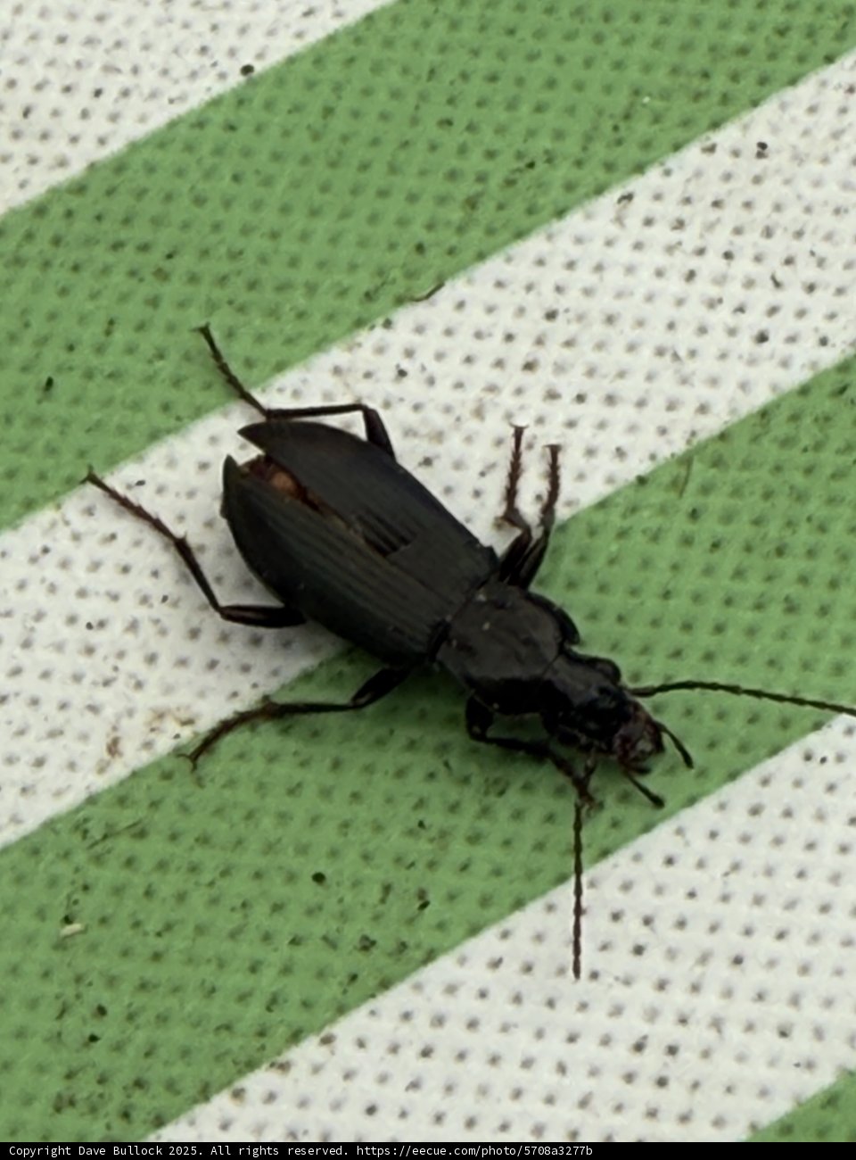 Beetle on the Move