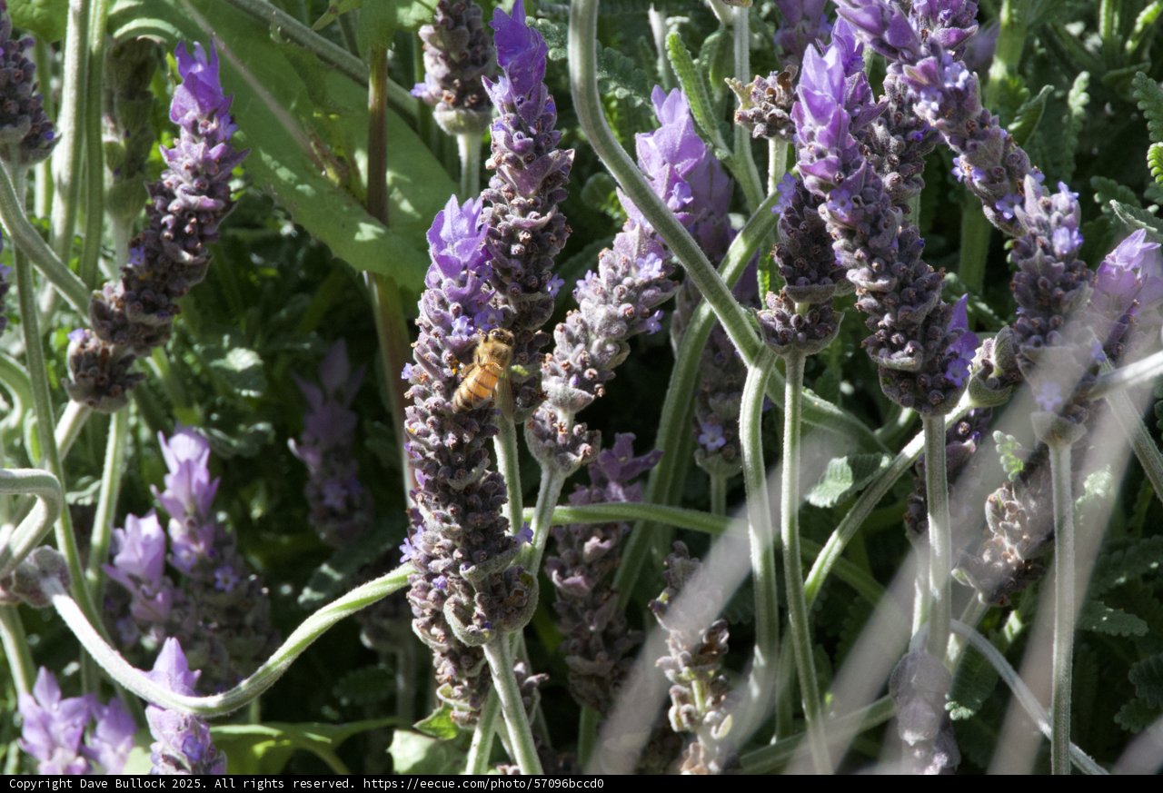 Lavender Buzz