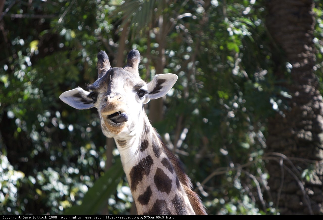 Say Ahh, Mr. Giraffe