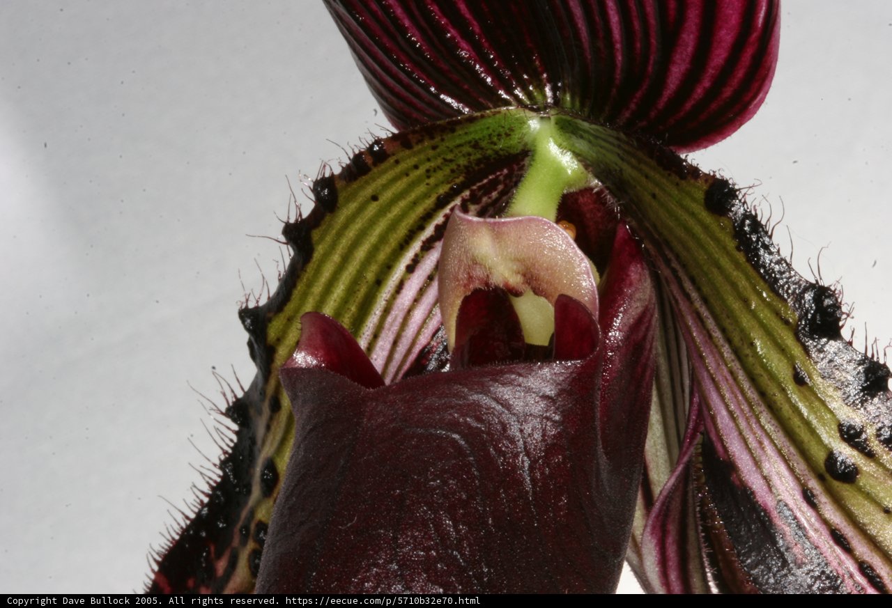 Long-Stemmed Orchid