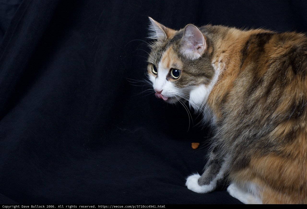 Calico Cat Posing on Black Background