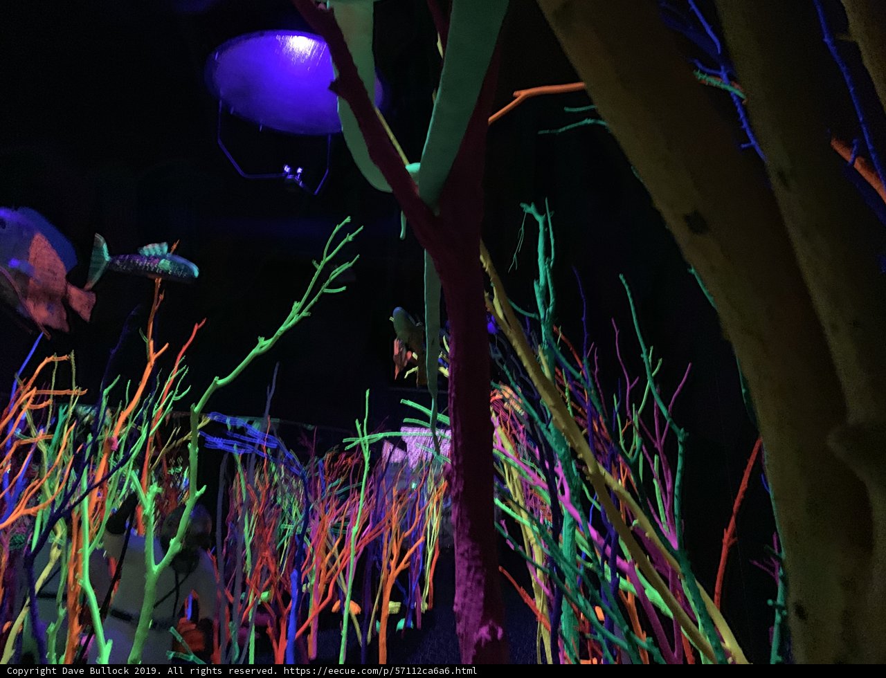 Urban Jungle Club