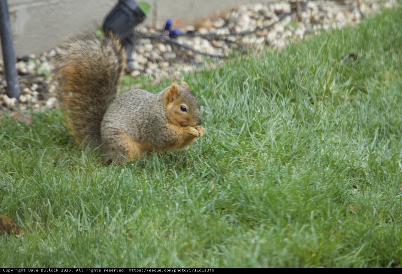 Fox Squirrel Munching Grass in Suburban Yard